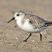 Sanderling